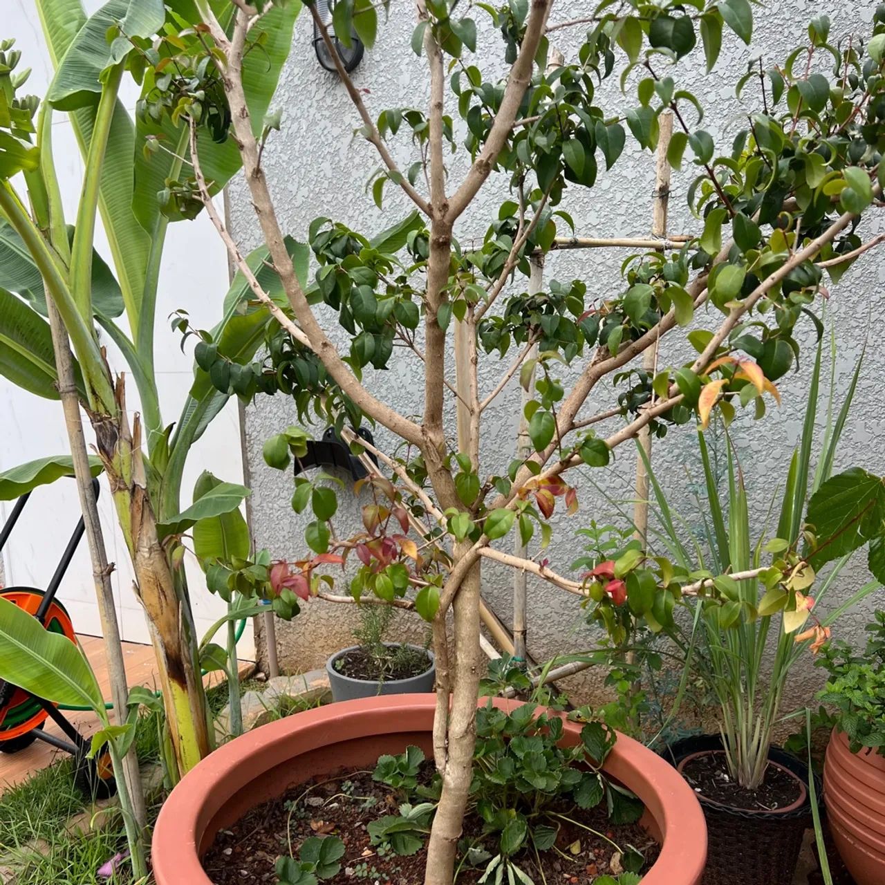 Frutiferas! - Foto 4