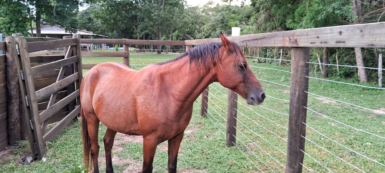 Cavalo Quarto de Milha  - Foto 4