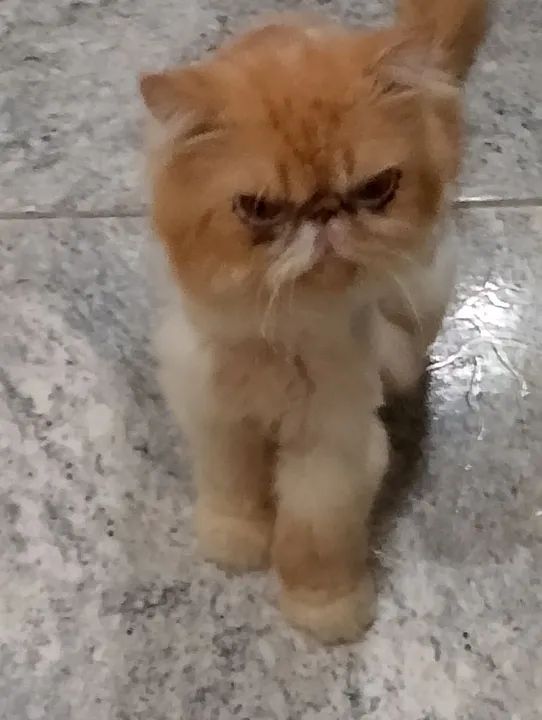 Gato persa CASTRADO E TOSADO 