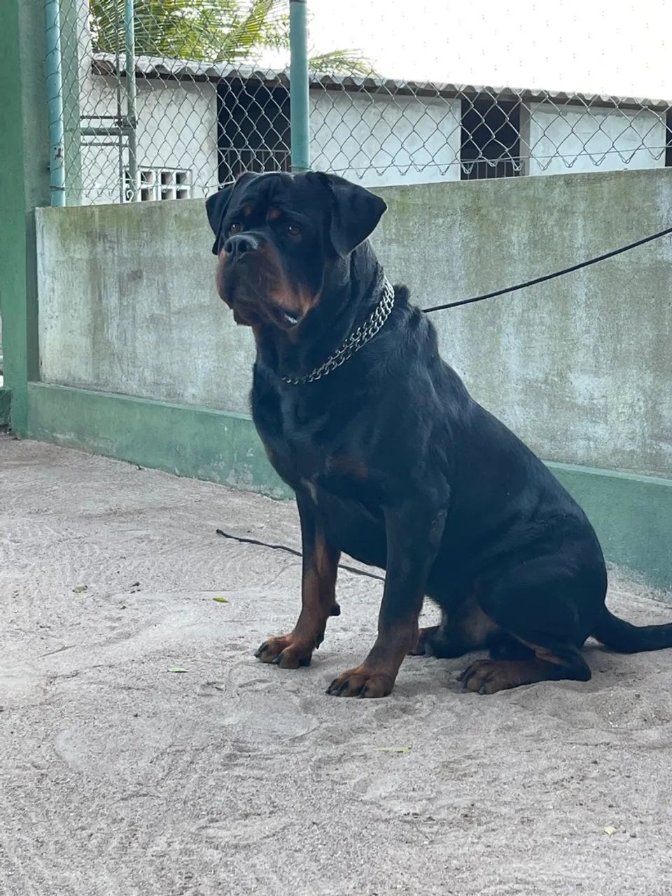 Rottweiler com pedigree  - Foto 4