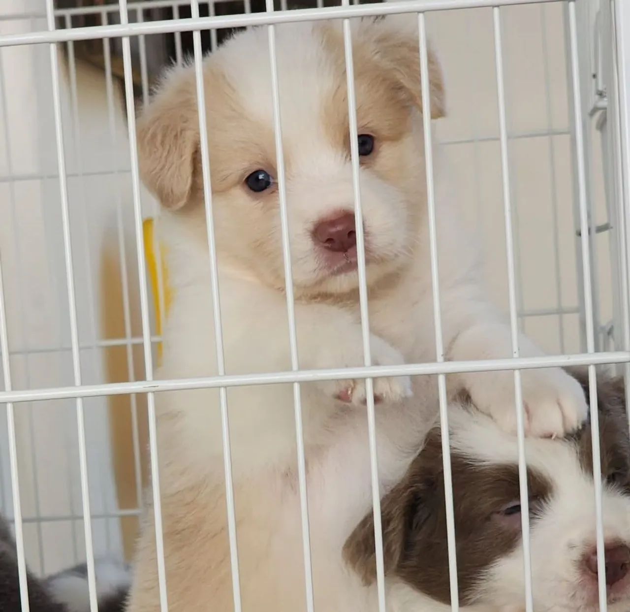 Filhote Border Collie, O pacote completo: fofura, lealdade e muito carinho!