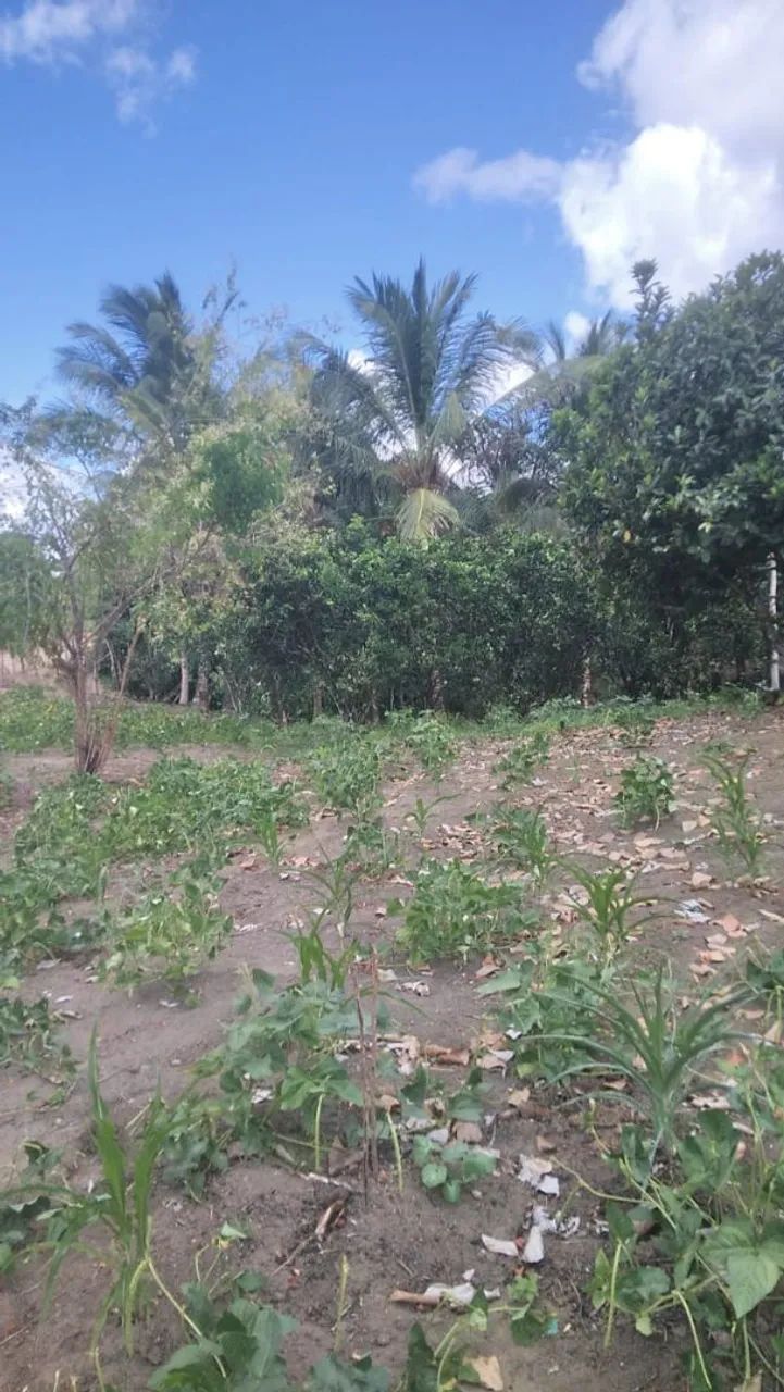 Sítio para vender - Foto 6