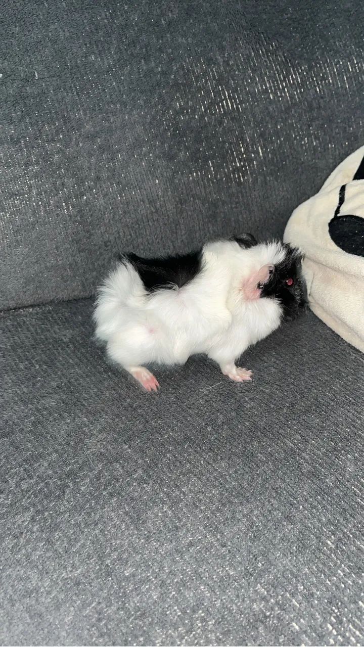 Porquinho da Índia - Filhotes - Foto 3