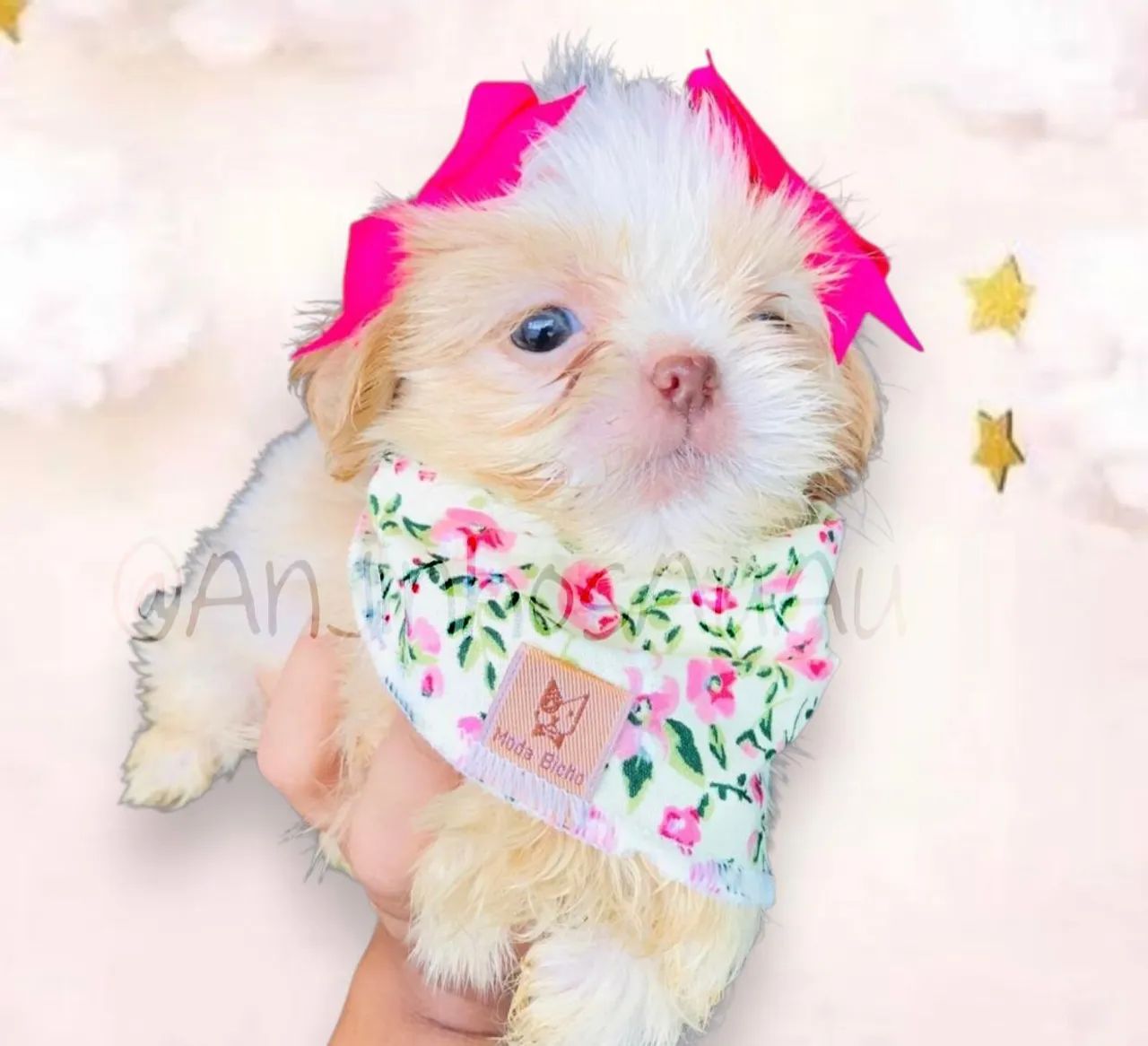 Shih Tzu Fêmeas bem pequenas  - Foto 4