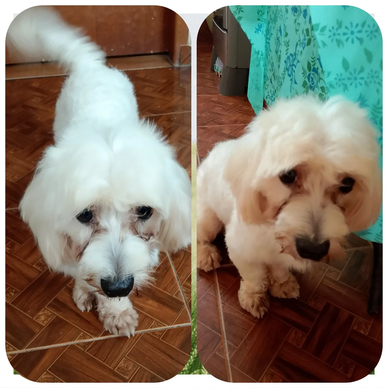 Cachorro doando