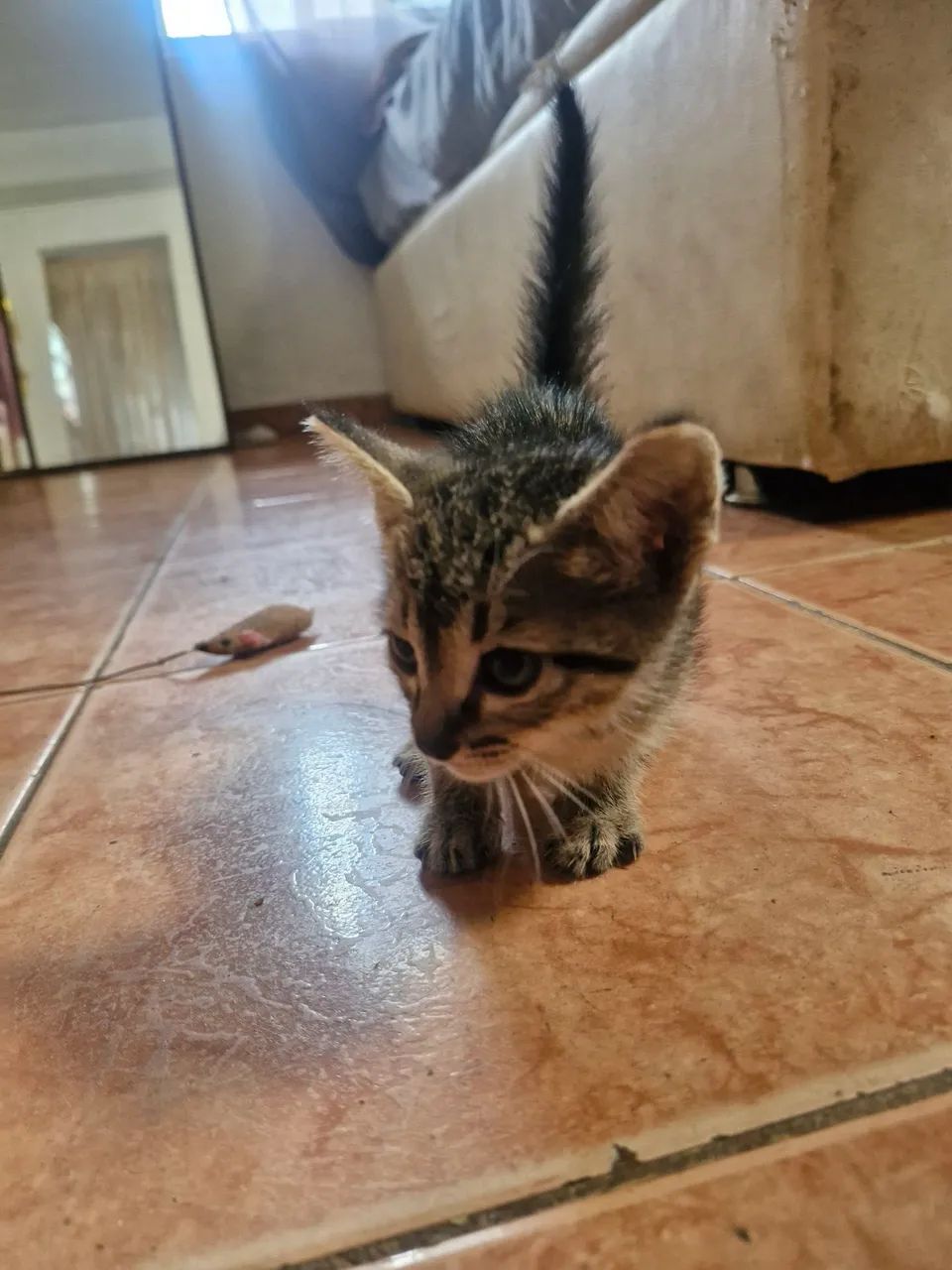 4 Irmãos 2 homens e 2 mulheres. Vacinados  - Foto 2