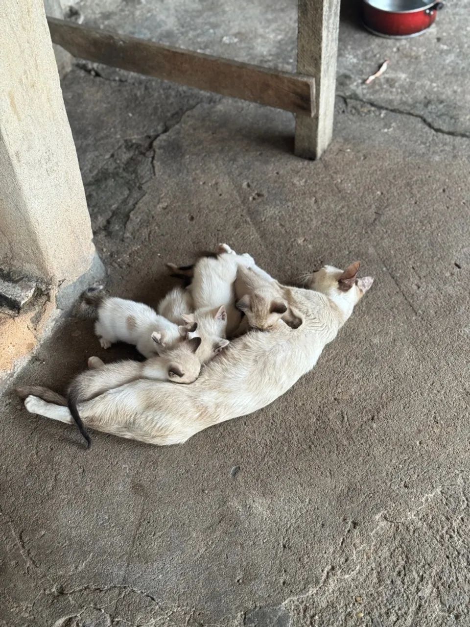 Gatinhos fofos para adoção! - Foto 3