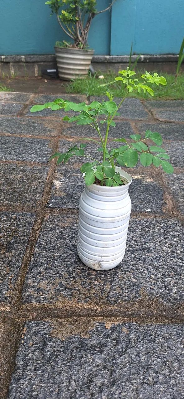 Sementes e mudas de moringa - Foto 2