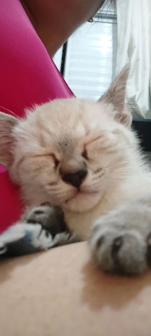 Bebê resgatado ADOTADO  - Foto 2