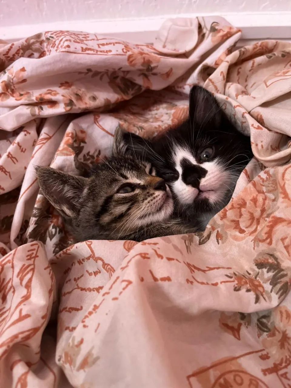 Doação de dois gatinhos machos