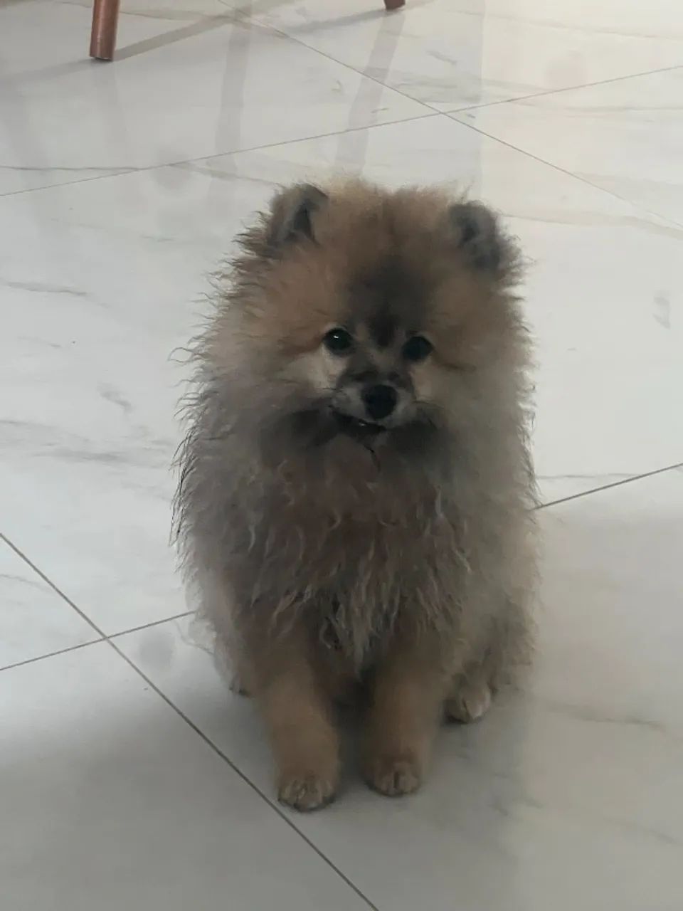 Vendo lindo filhote!!!