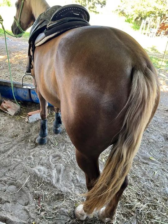 Égua Palomina ( ESTEIRA ) - Foto 3