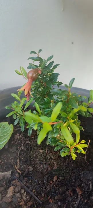 Amoras saiba mais * - Foto 4