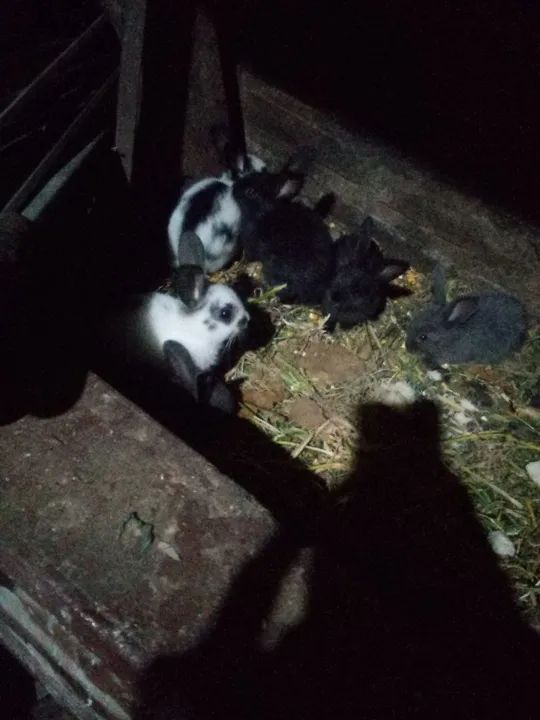 Coelhos fofinhos para venda - Foto 3