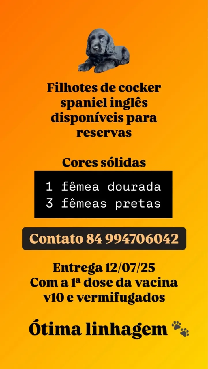 Filhotes de Cocker Spaniel Inglês