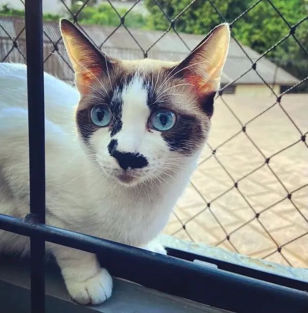 Rede de proteção para seu pet e baby 
