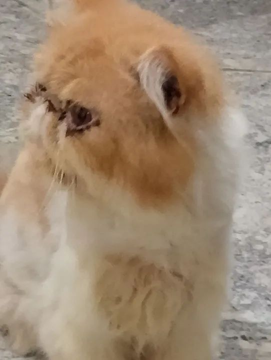 Gato persa CASTRADO E TOSADO  - Foto 2