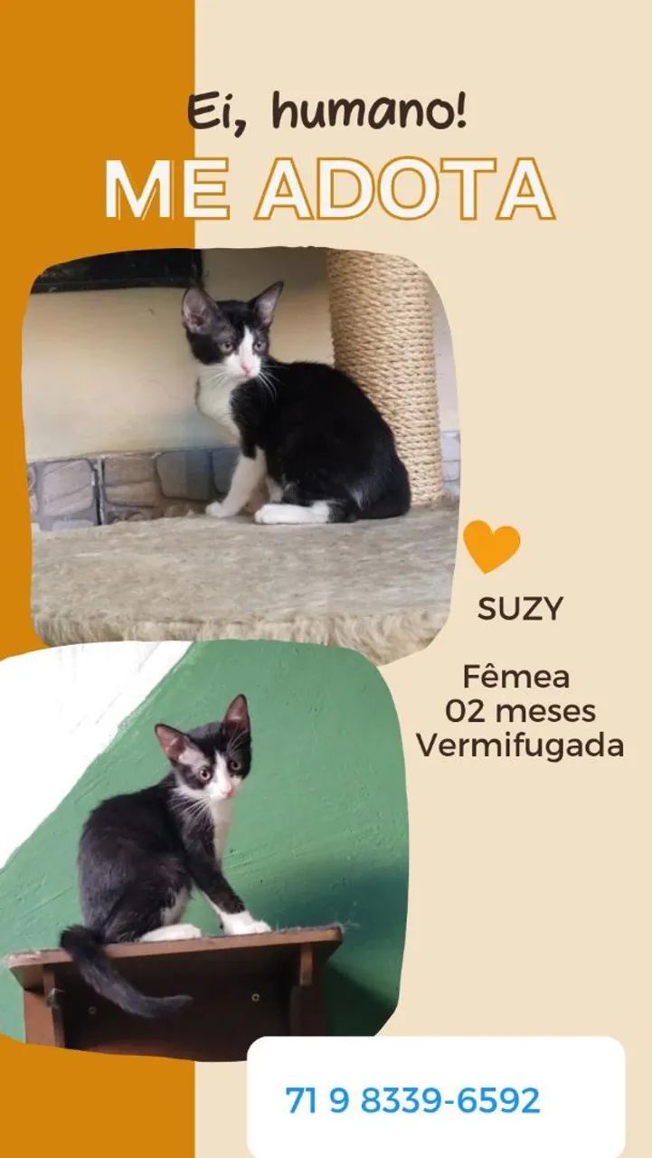 Gatinha Suzy - Adote!
