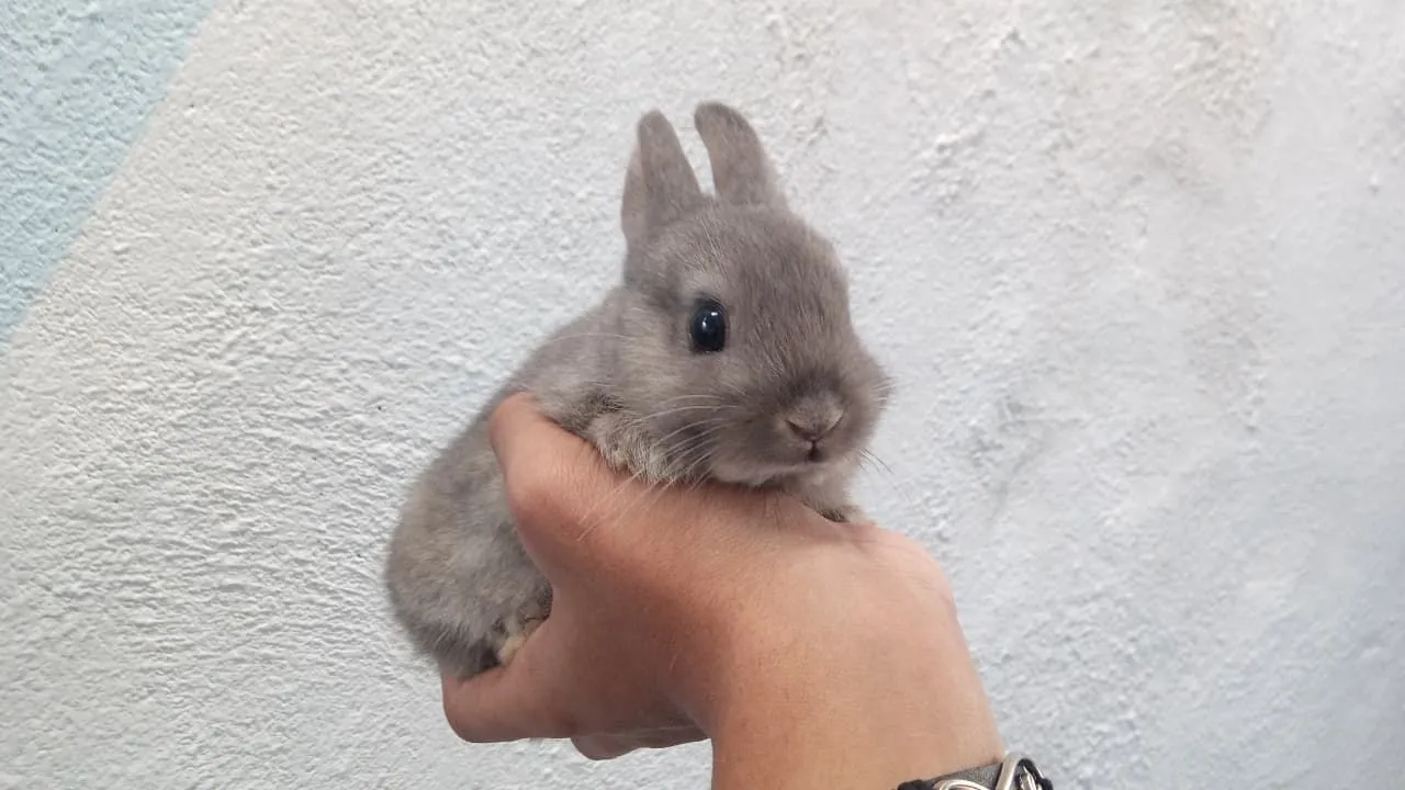 Coelho