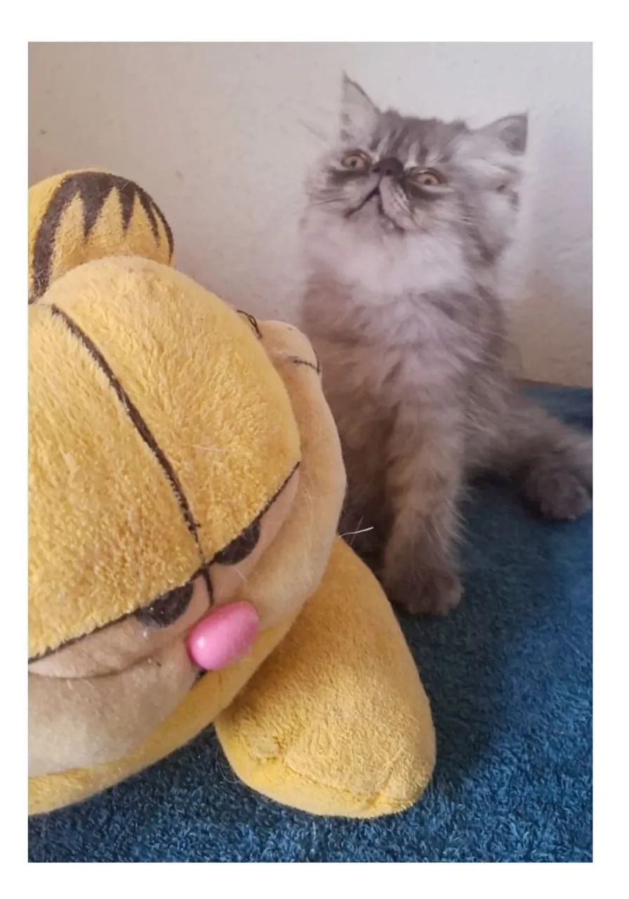 Gatinha Persa - Baby Panthera Negra 2 meses - Foto 3