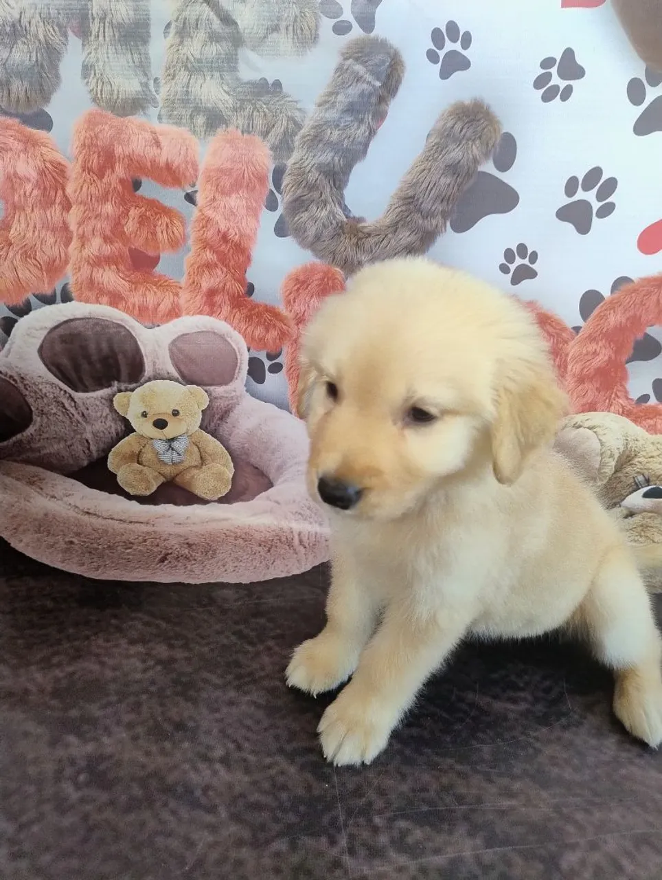 Linda fêmea de Golden Retriever disponível, excelente linhagem.