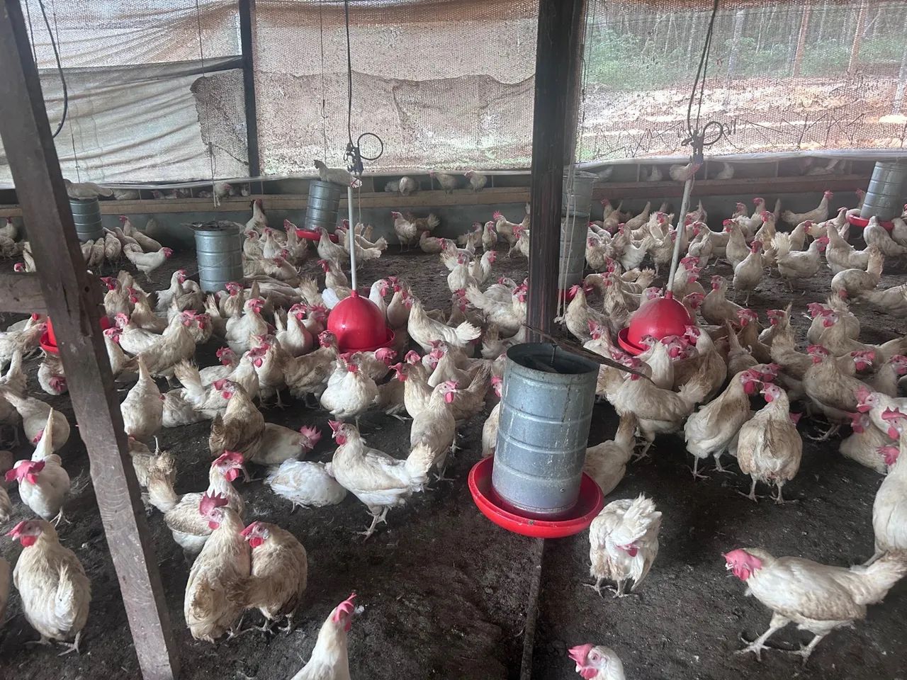 Galinhas de postura em produção  - Foto 6