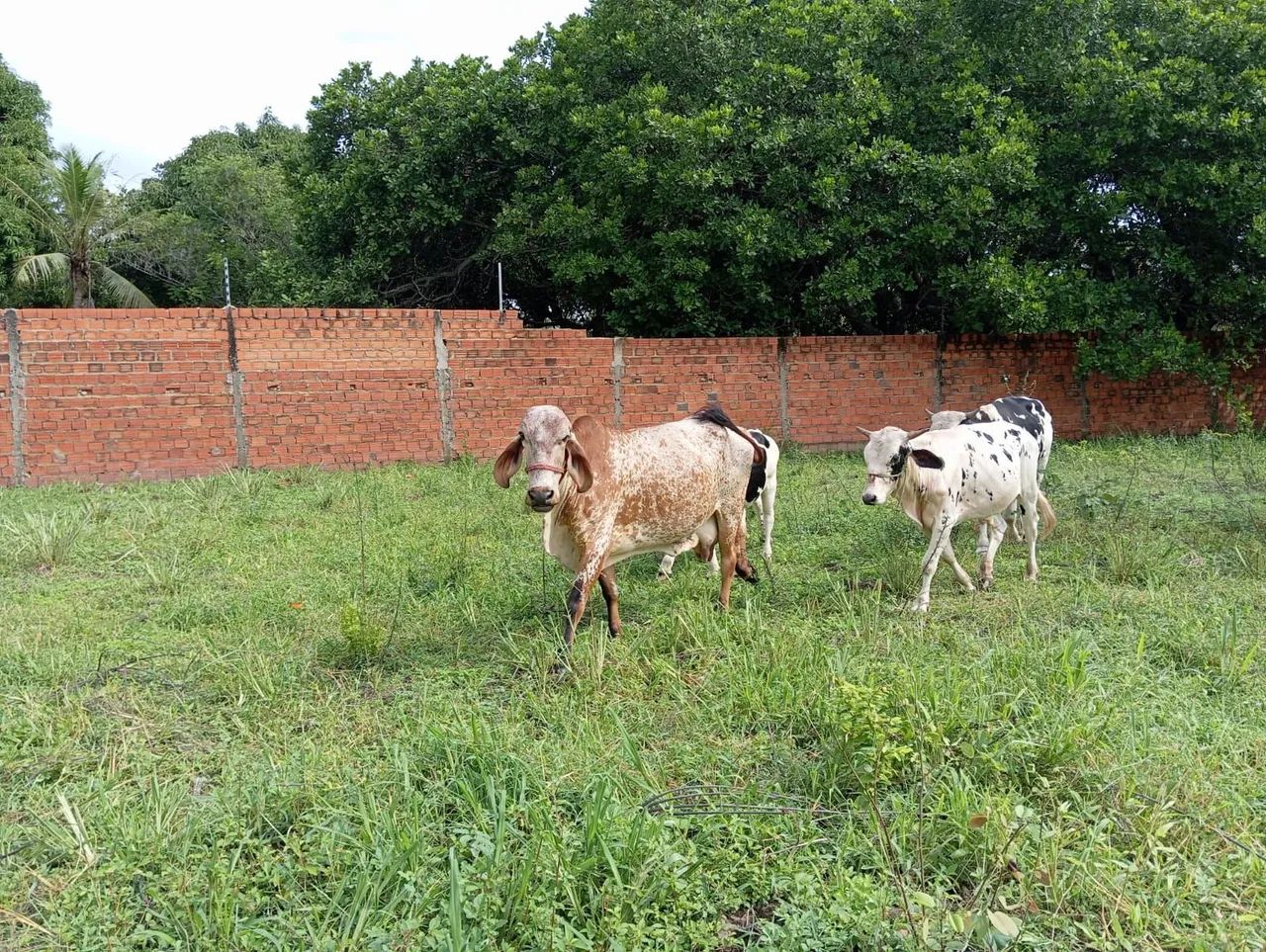 Bois à venda  - Foto 2