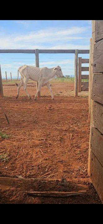 Bezerras nelores - Foto 2