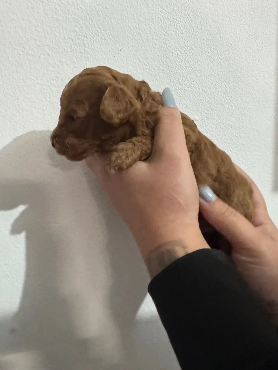 Poodle Micro Toy  ( Red Macho )  - Foto 2