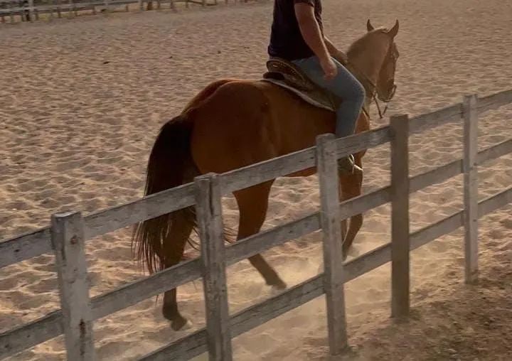 Cavalo de direita - Foto 6