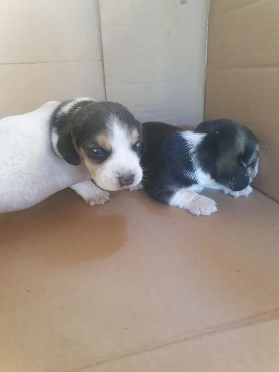 Filhotes de Beagle puros de raça. Pai e mãe  puros da raça beagle  - Foto 4