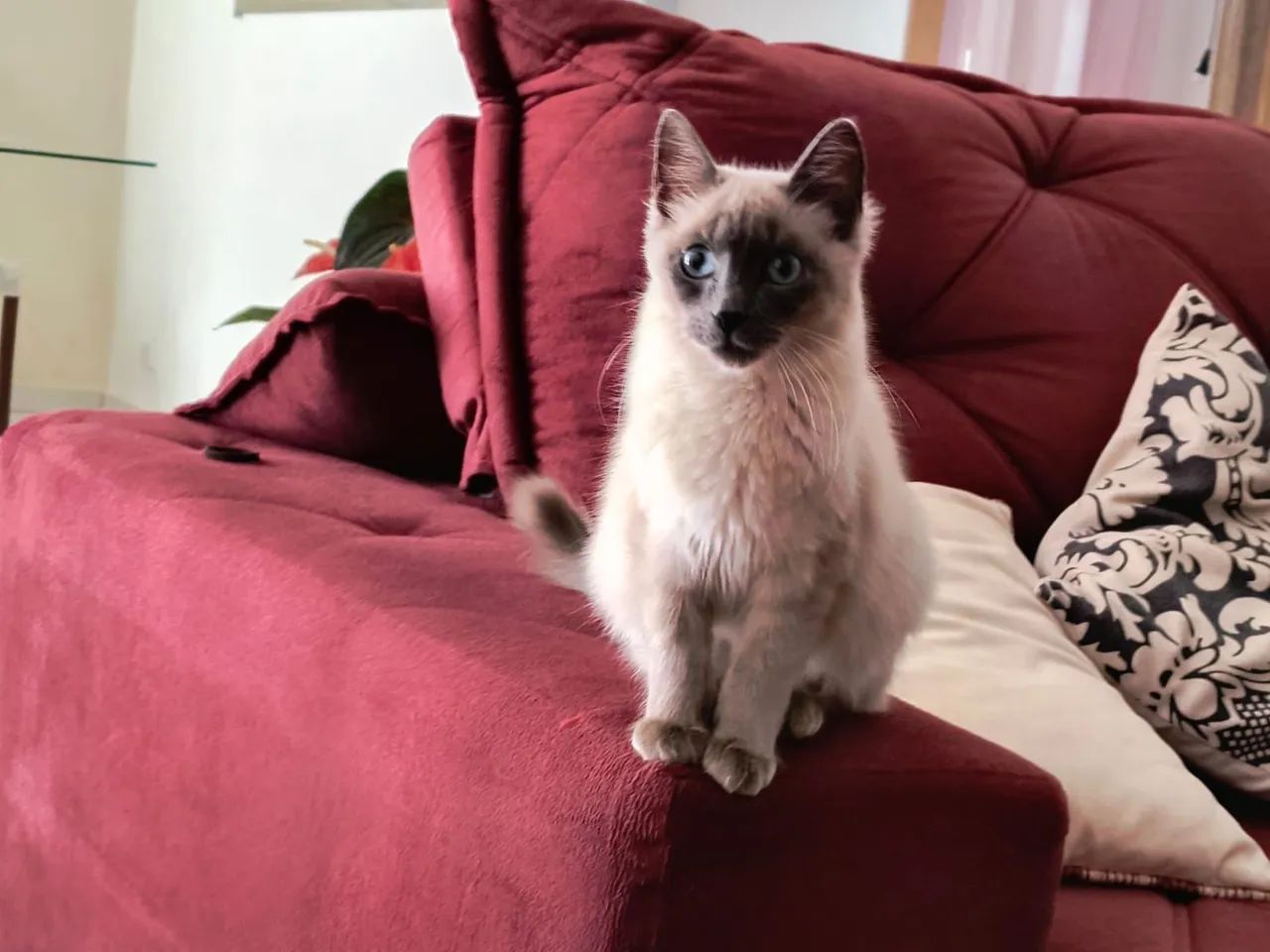 Gatinhos siamês puro - Foto 5