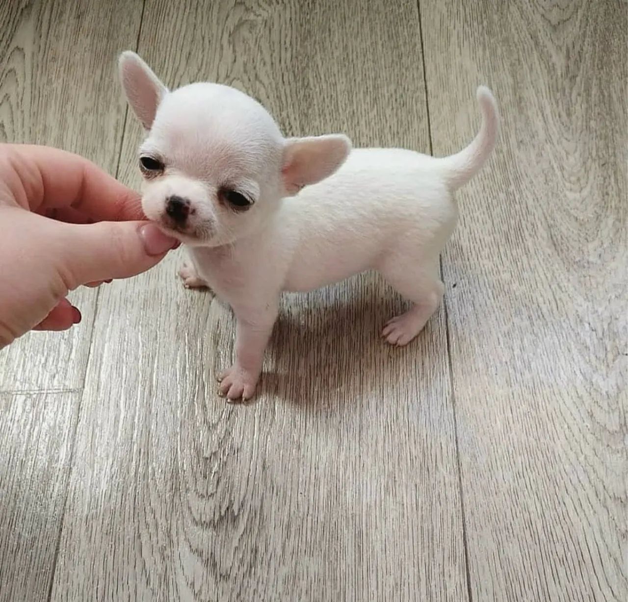 Chihuahua micro Pelo longo e pelo curto  pronta entrega  - Foto 2