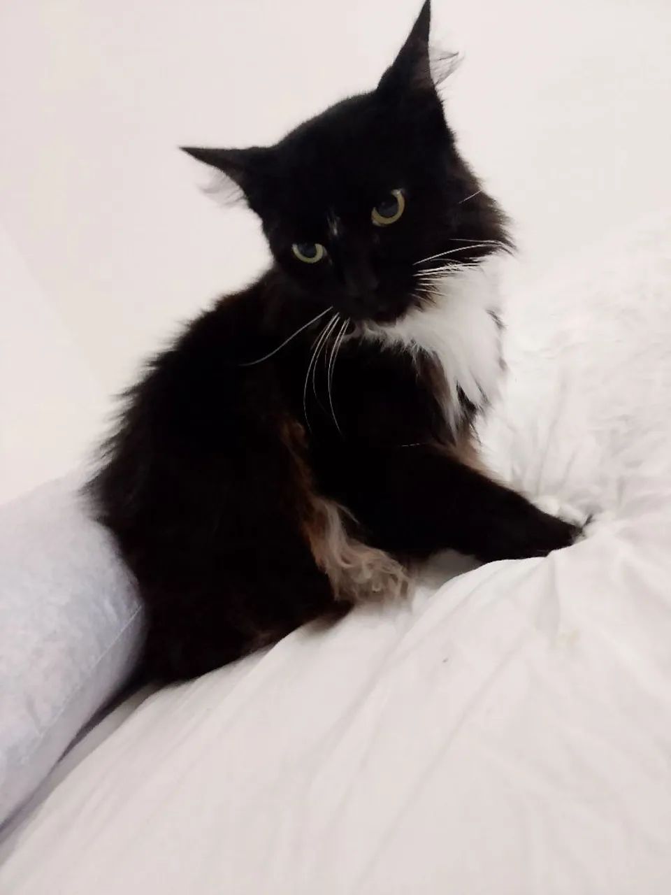 Doação, gato macho castrado  - Foto 3