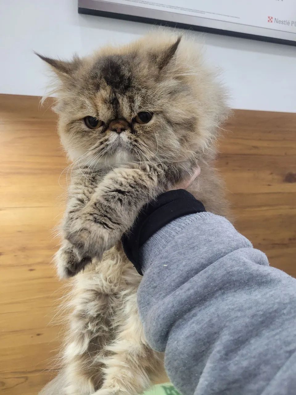 Gatinha persa femea tigrada