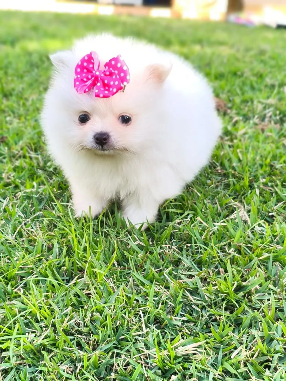 Filhote de Spitz Alemão Mini fêmea pronta entrega