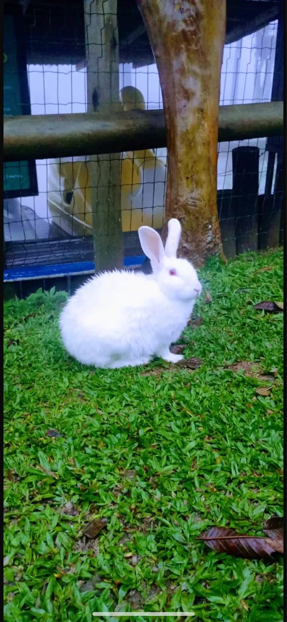 Gaiola para coelho 64293084573570120