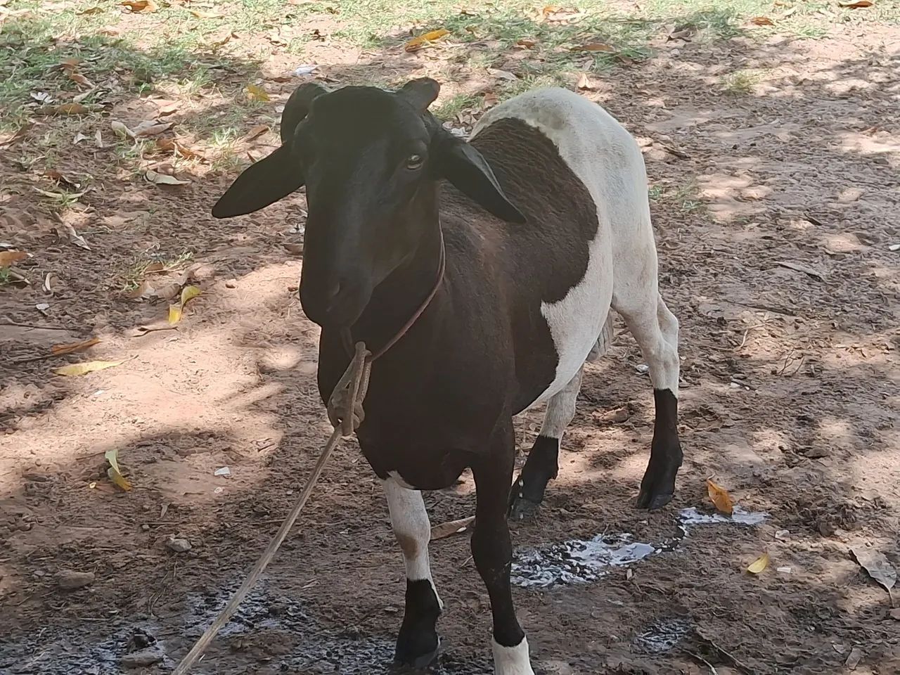 Carneiro ótimo reprodutor 