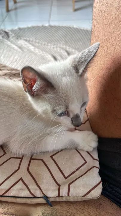 Gato Siames Filhote para adoção 