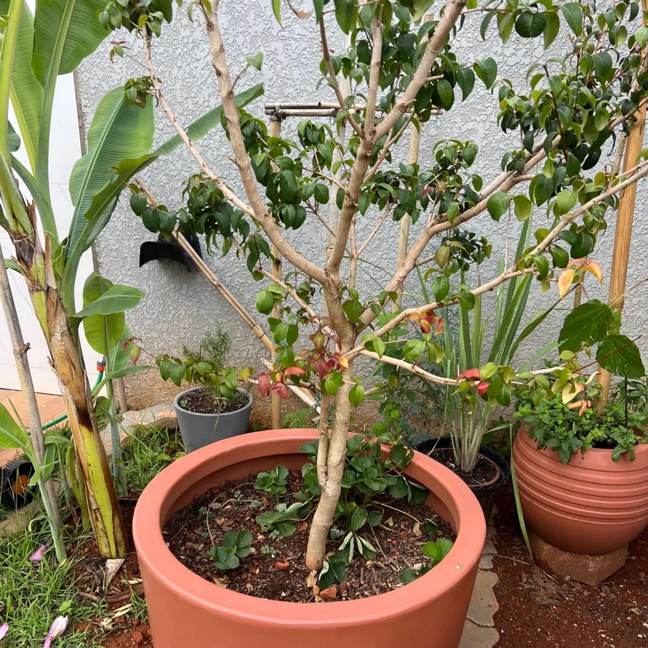 Frutiferas! - Foto 3