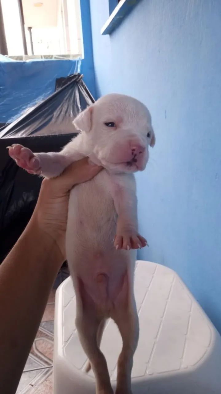 Filhote de Pitbull  - Foto 4