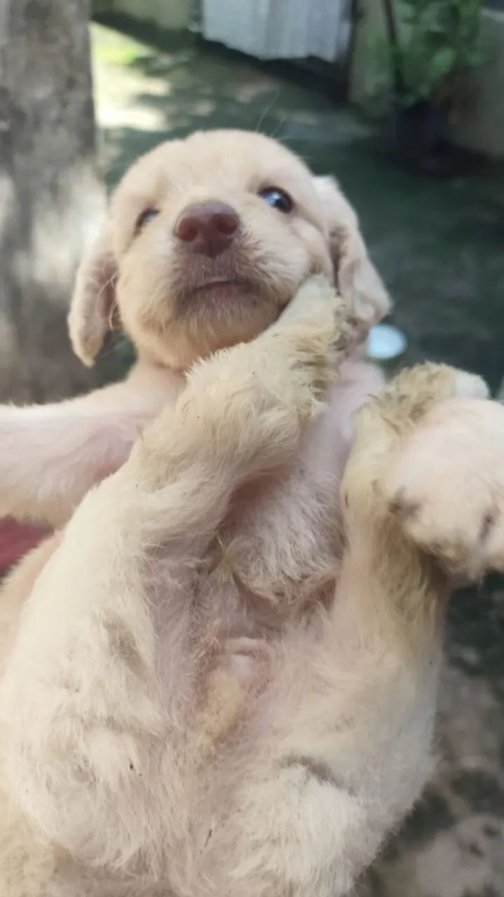 Filhote de poodle  - Foto 3