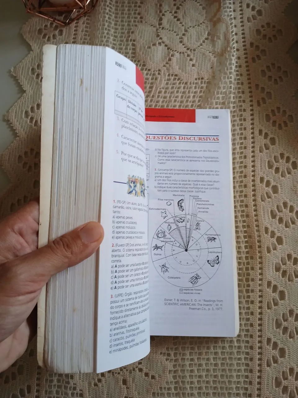 Livro BIO - Sônia Lopes - Volume Único - Foto 3