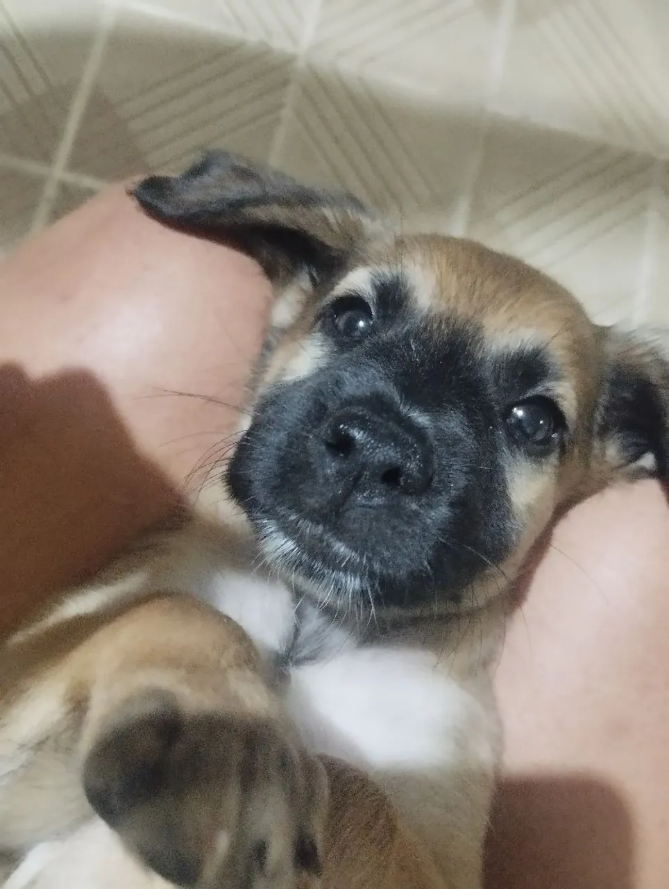 Doação de Cachorro filhote