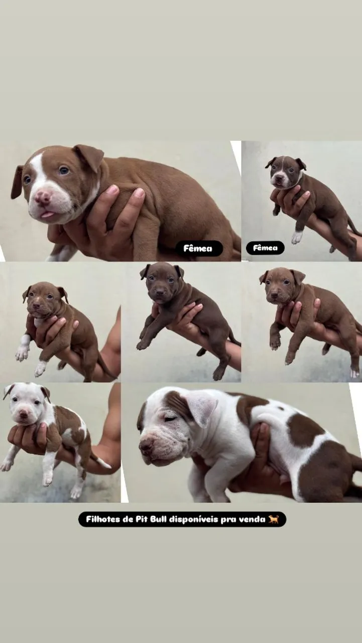 Filhotes de Pit Bull disponíveis para venda