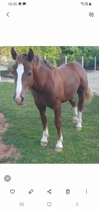 Potro Bretão  - Foto 4