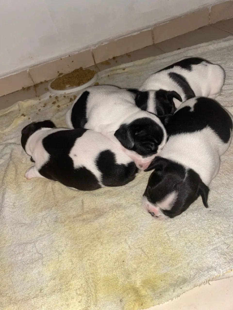 Filhotes de Bulldog Francês para vender  - Foto 4