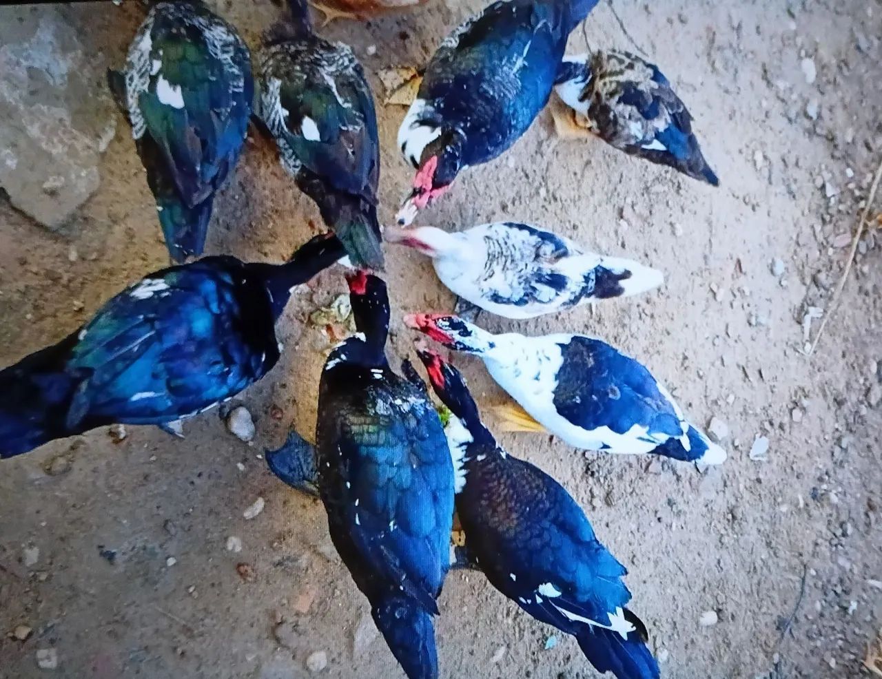 Patos