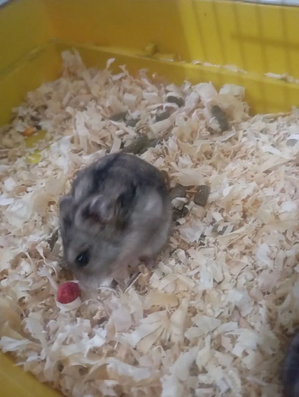 Gaiola de hamster65573797511553124