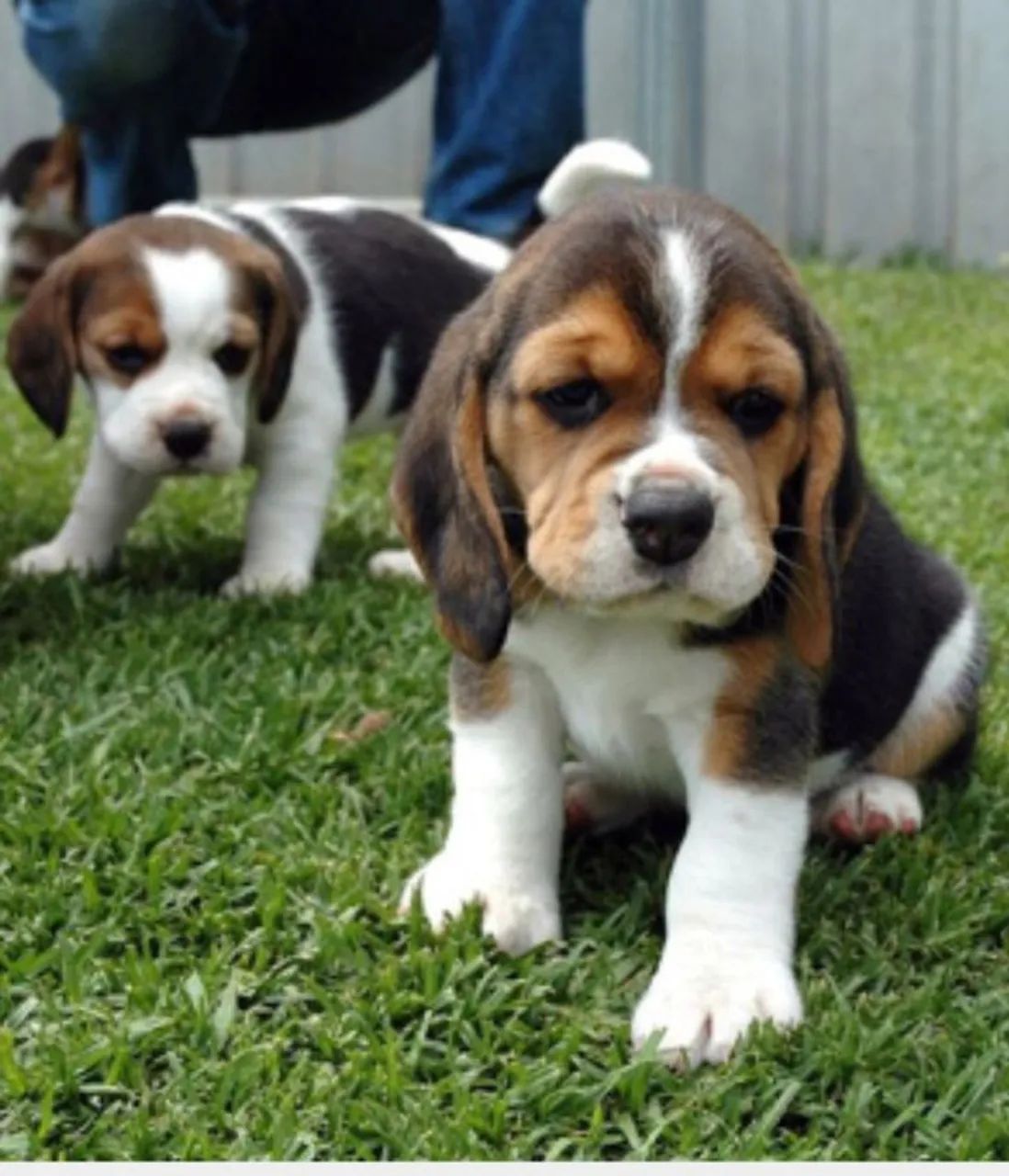 Confira filhote de Beagle mini 13 polegadas - Foto 2